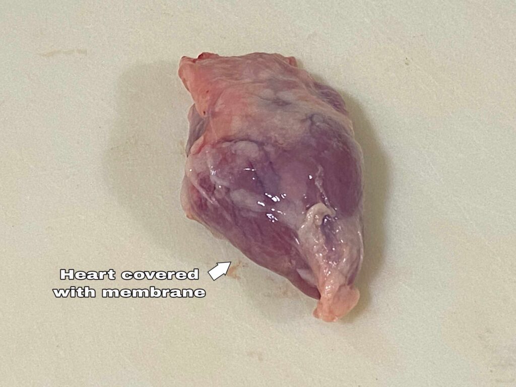 Heart-membrane